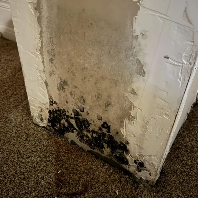Professional Mold Removal in New London, NH